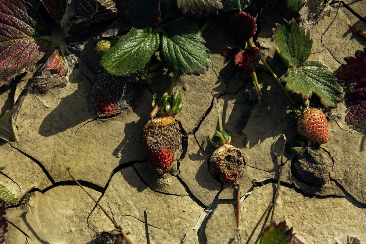 California Strawberry Crisis