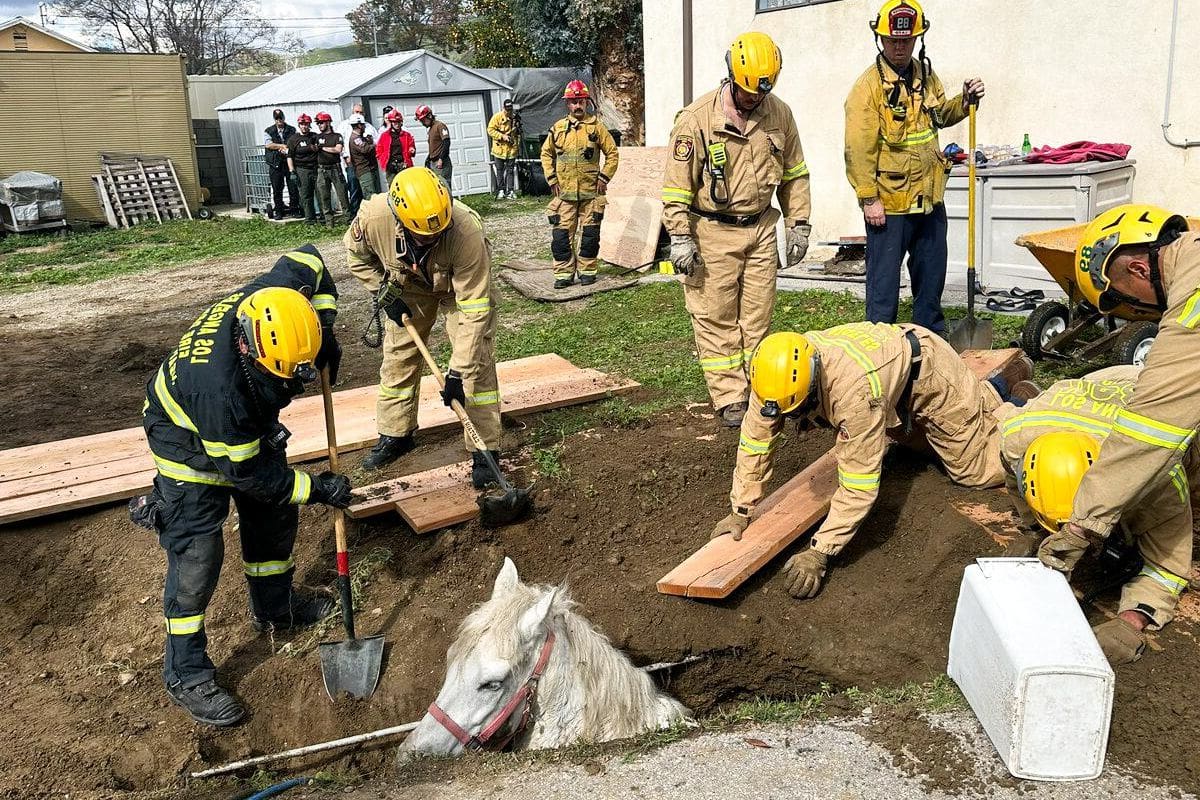 Lucky Daring Escape Horse Freed