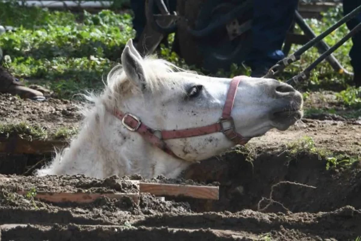 Lucky Daring Escape Horse Freed