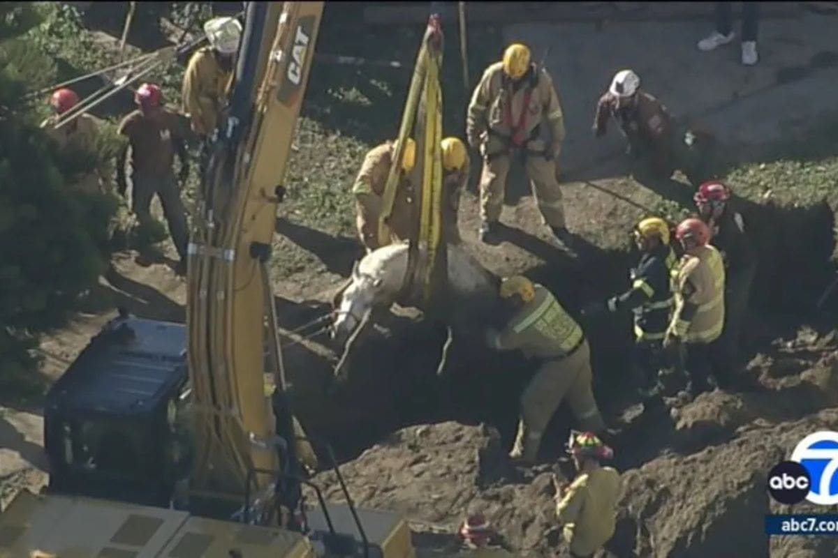 Lucky Daring Escape Horse Freed