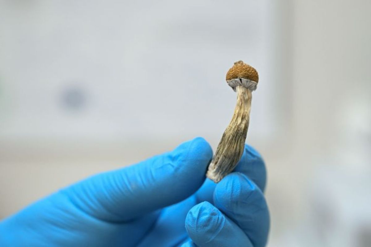 Magic Mushrooms California Reconsiders