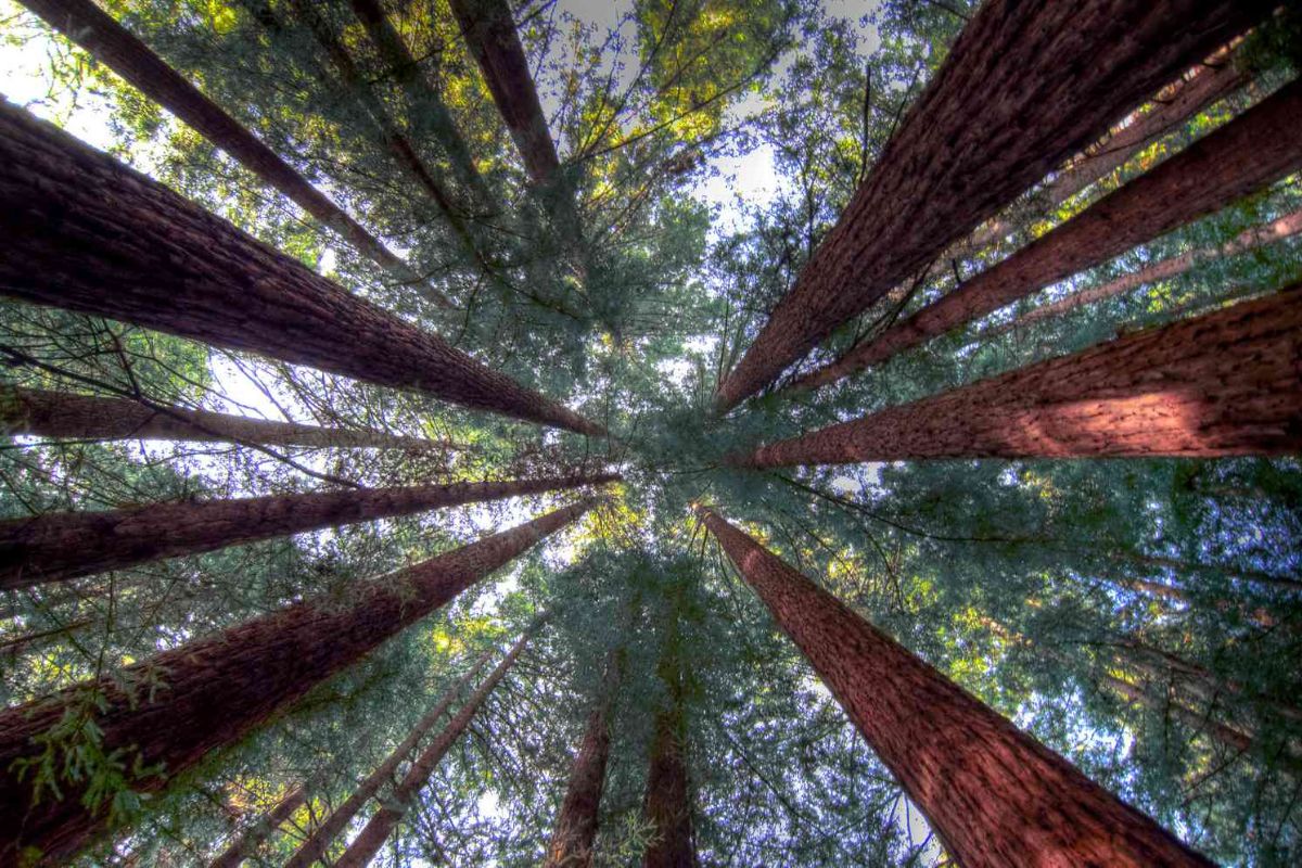 Redwood Stunning Revival