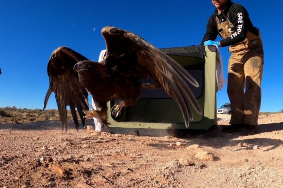 Wings of Freedom Rescued Golden Eagle Returns