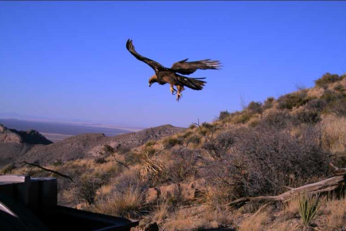 Wings of Freedom Rescued Golden Eagle Returns