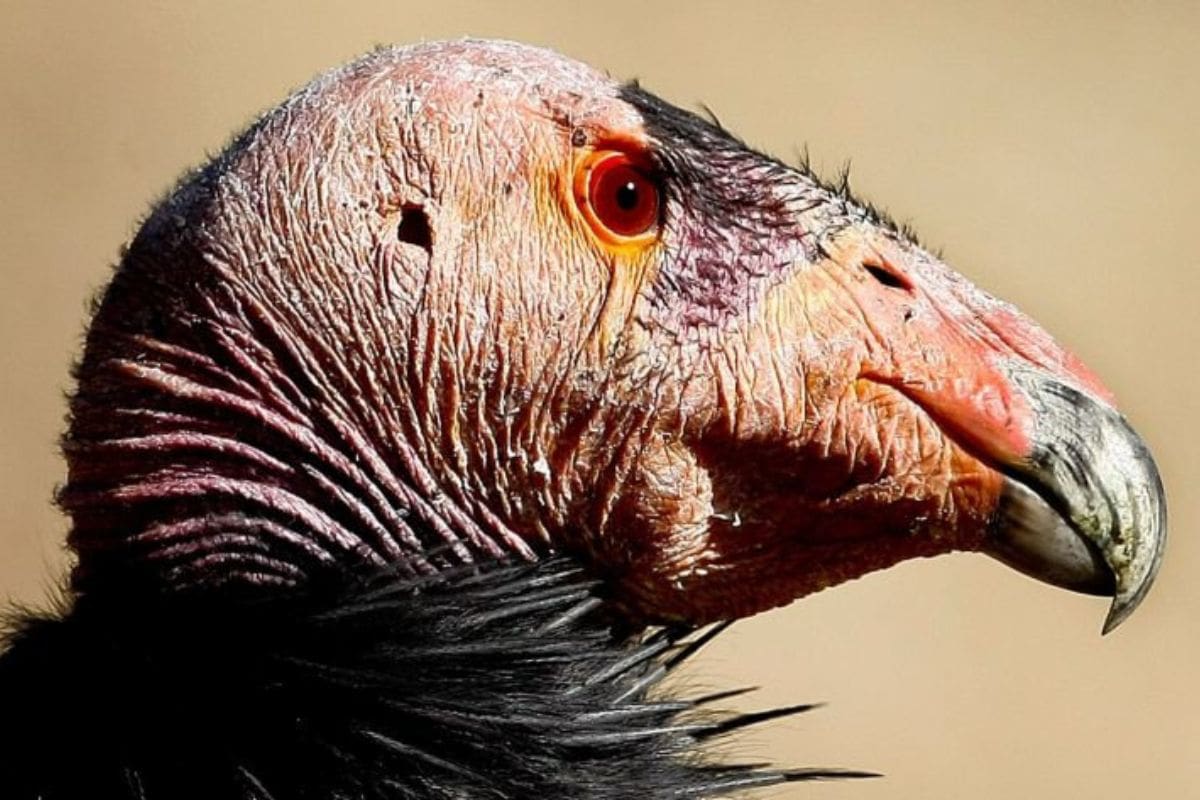 California Condor Incredible Comeback