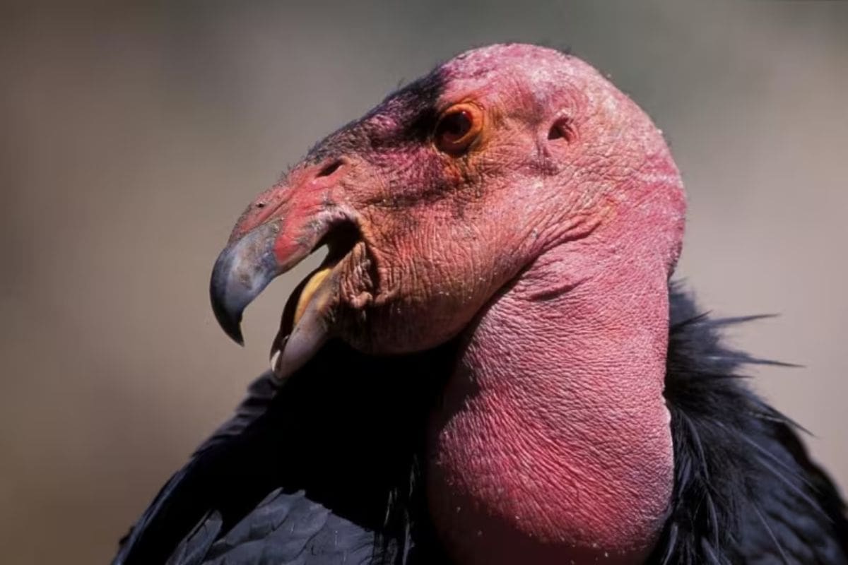 California Condor Incredible Comeback