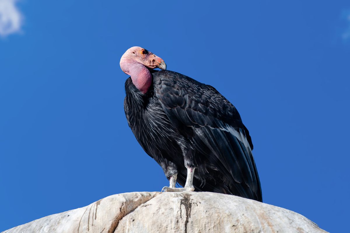California Condor Incredible Comeback