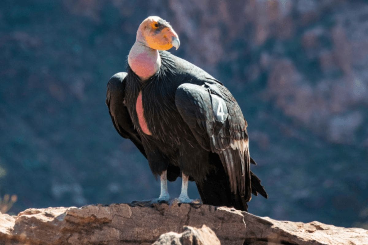 California Condor Incredible Comeback