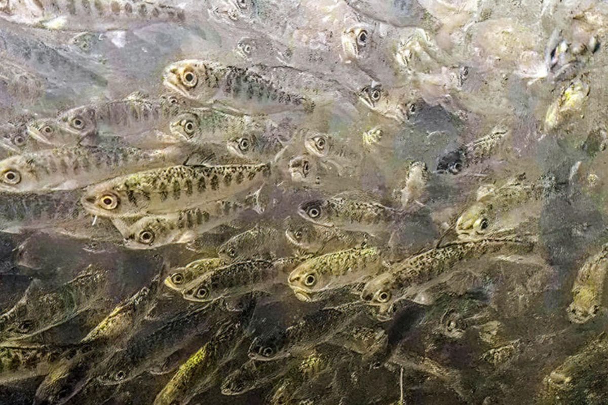 Tragic Turn Over 800K Salmon Fry