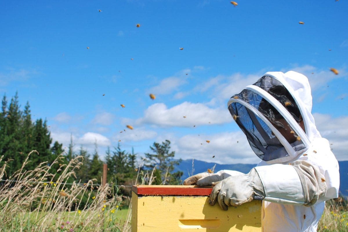 Bee-Saving Win