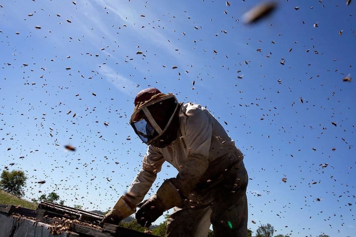 Bee-Saving Win