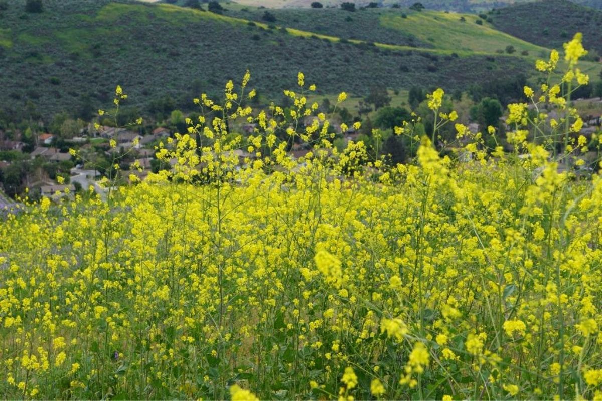 California Mustard Menace