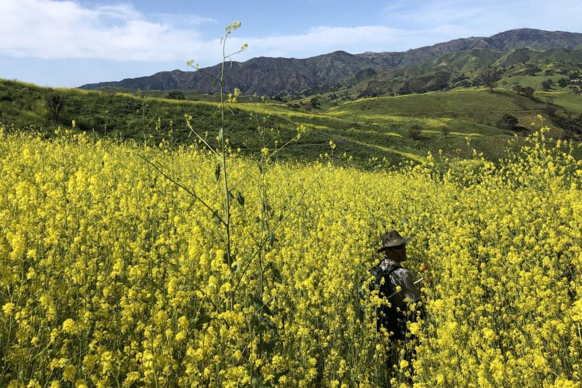 California Mustard Menace