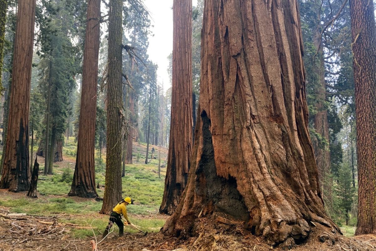 Research Reveals Wildfire