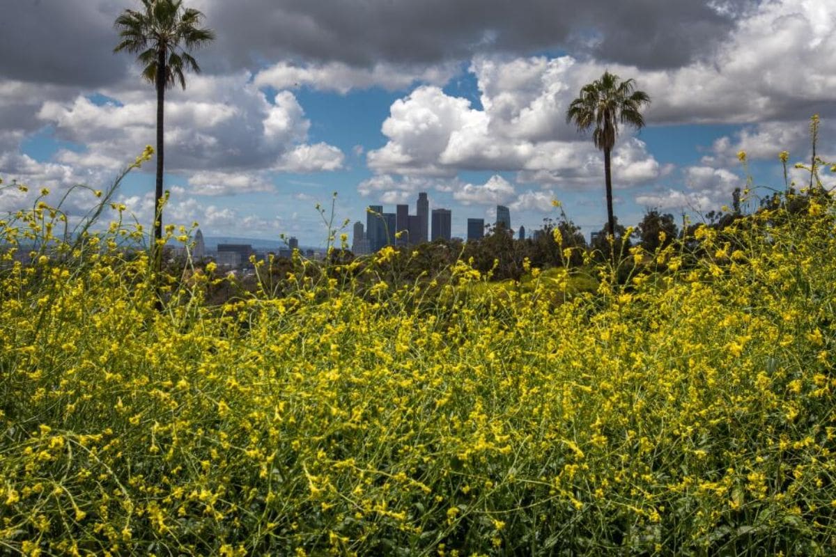 California Mustard Menace